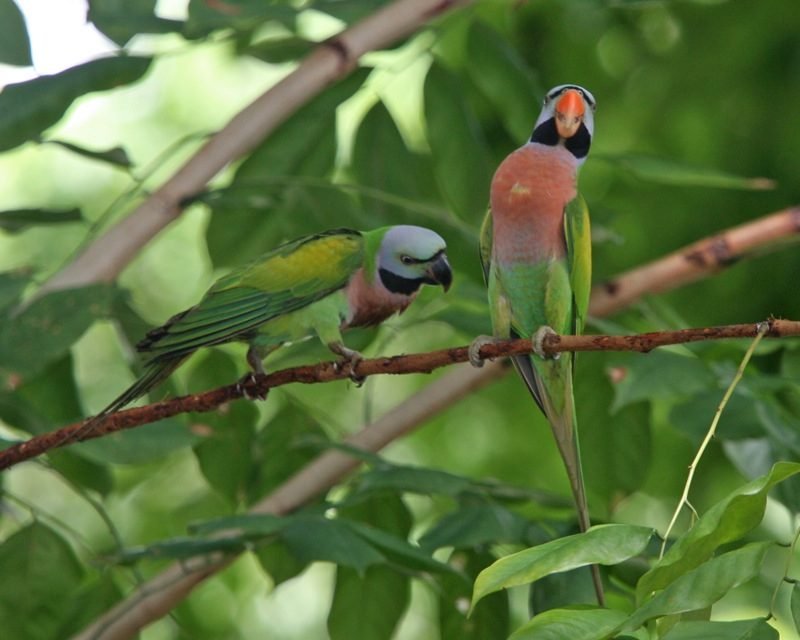 Alexanderparkiet (Psittacula alexandri) in Thailand