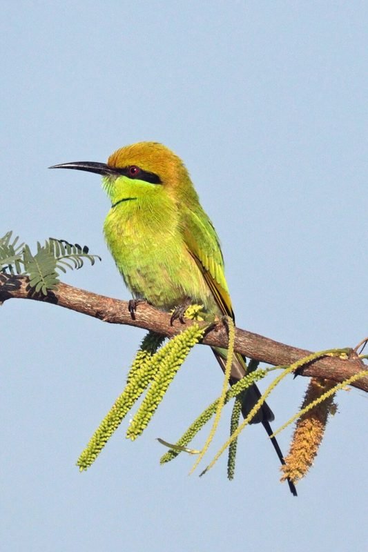 Aziatische kleine groene bijeneter (Merops orientalis) in Thailand