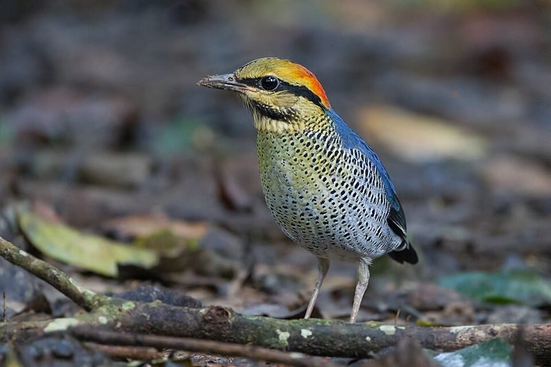 Blauwe pitta (Hydrornis cyaneus) in Thailand
