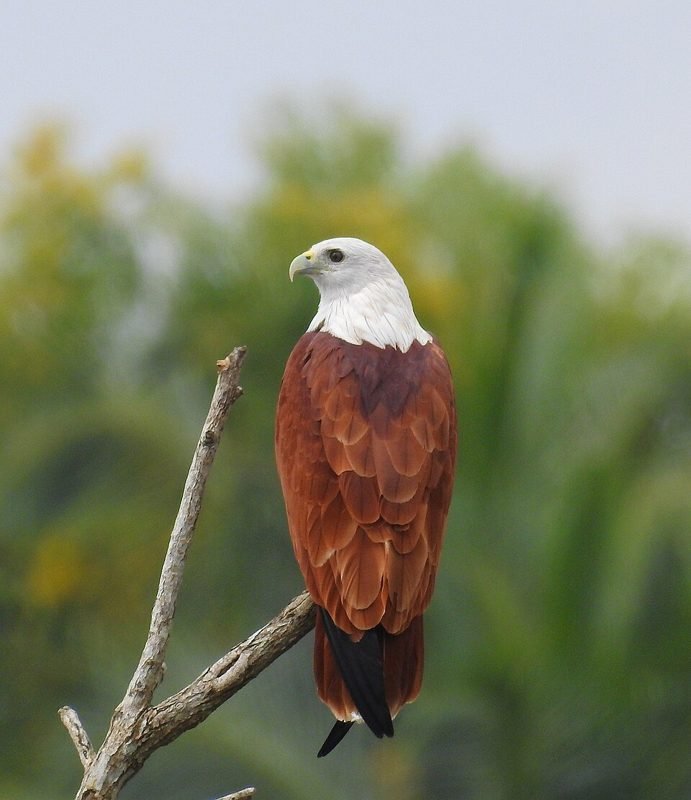 Brahmaanse wouw (Haliastur indus) in Thailand