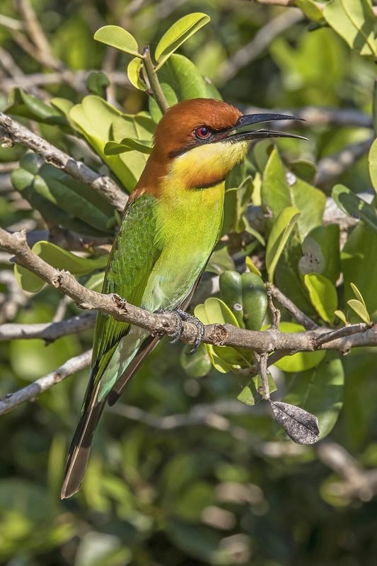 Bruinkopbijeneter (Merops leschenaulti) in Thailand