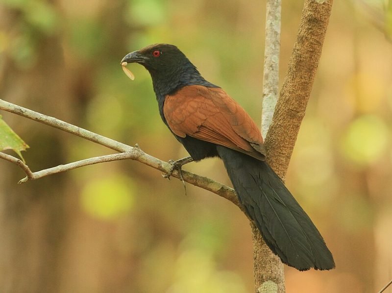 Chinese spoorkoekoek (Centropus sinensis) in Thailand