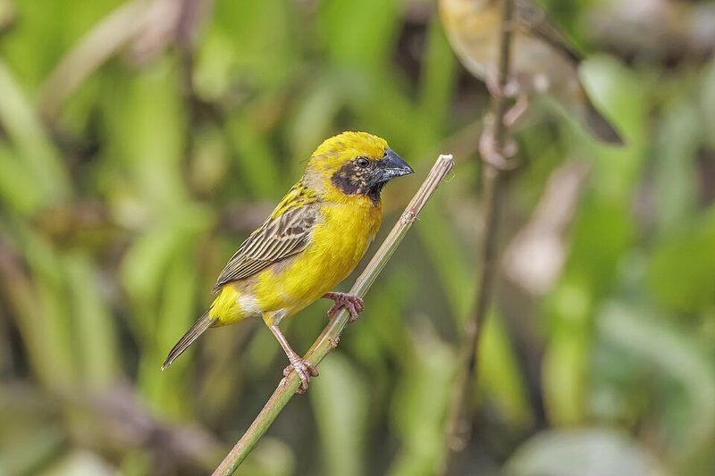 Geelbuikbayawever (Ploceus hypoxanthus) in Thailand