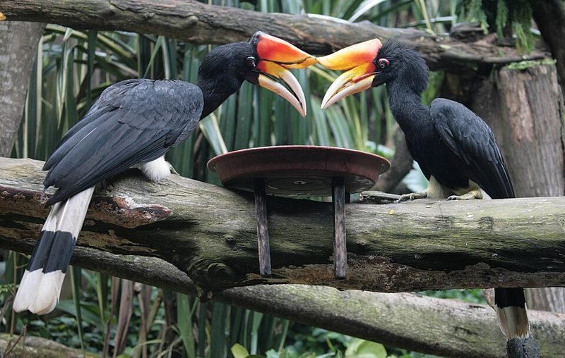 Gewone neushoornvogel (Buceros rhinoceros) in Thailand