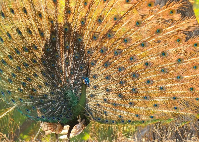 Groene pauw (Pavo muticus) in Thailand