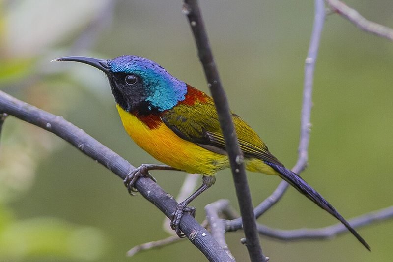 Groenstaarthoningzuiger (Aethopyga nipalensis) in Thailand