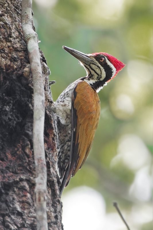 Grote goudrugspecht (Chrysocolaptes guttacristatus) in Thailand