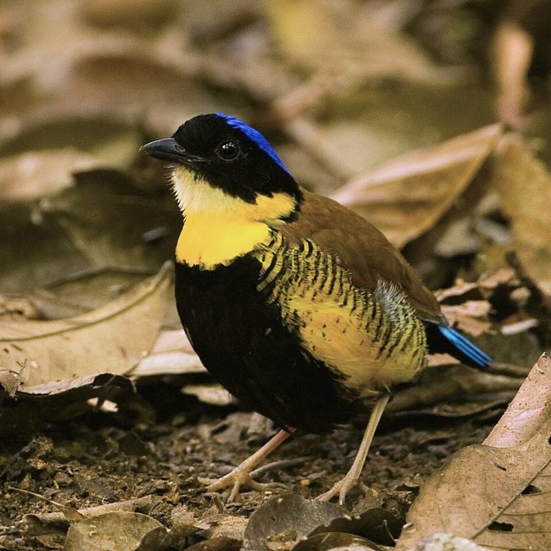 Gurneys pitta (Hydrornis gurneyi) in Thailand
