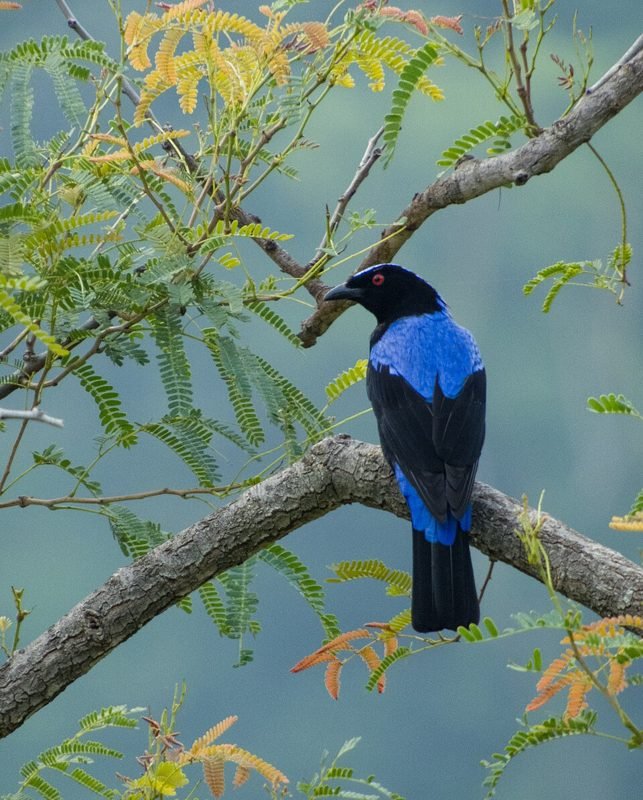 Indische blauwrug (Irena puella) in Thailand
