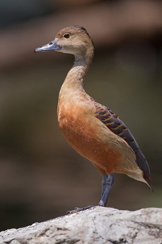 Indische fluiteend (Dendrocygna javanica) in Thailand