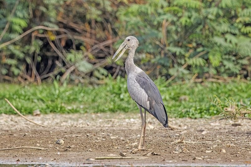 Indische gaper (Anastomus oscitans) in Thailand