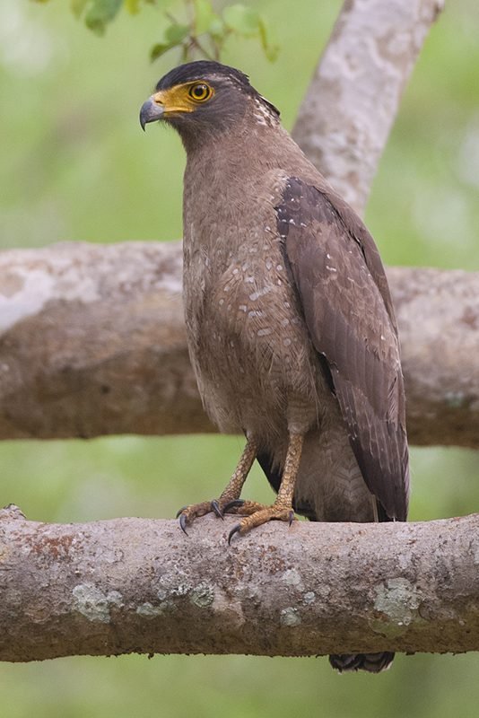 Indische slangenarend (Spilornis cheela) in Thailand