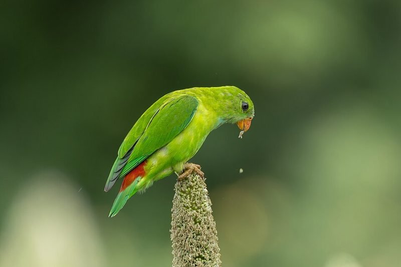 Indische vleermuisparkiet (Loriculus vernalis) in Thailand