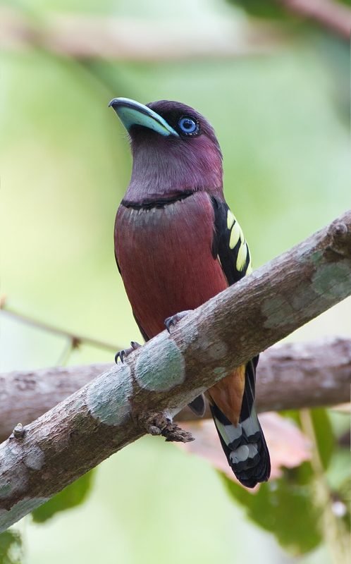 Javaanse hapvogel (Eurylaimus javanicus) in Thailand