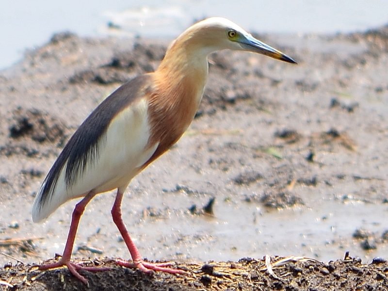 Javaanse ralreiger (Ardeola speciosa) in Thailand