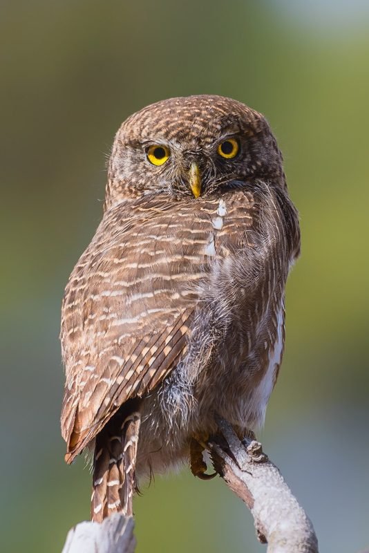 Koekoeksdwerguil (Glaucidium cuculoides) in Thailand