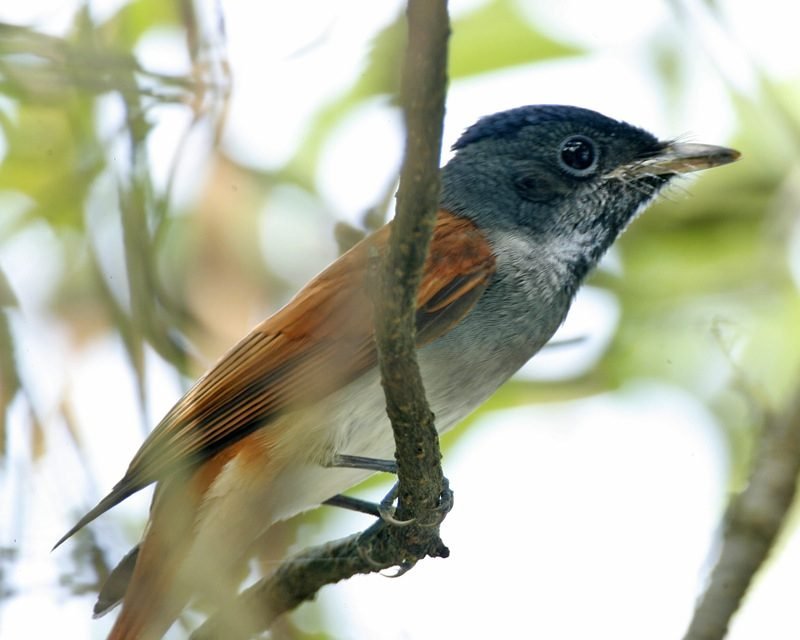 Oriëntaalse paradijsmonarch (Terpsiphone affinis) in Thailand