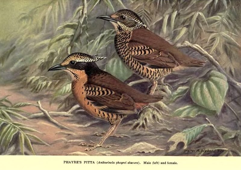 Phayres pitta (Hydrornis phayrei) in Thailand