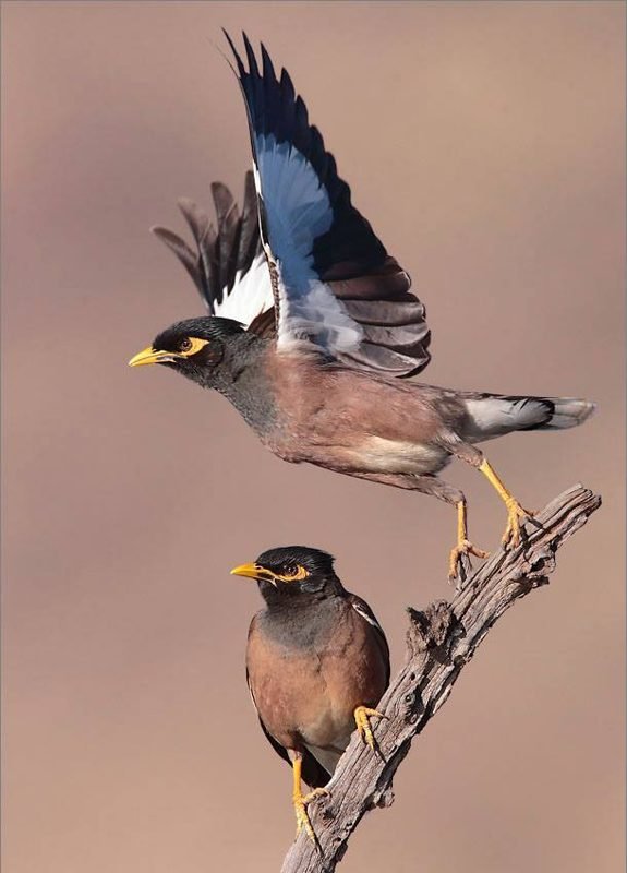 Treurmaina (Acridotheres tristis) in Thailand