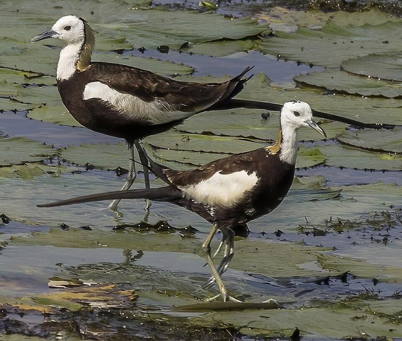 Waterfazant (Hydrophasianus chirurgus) in Thailand