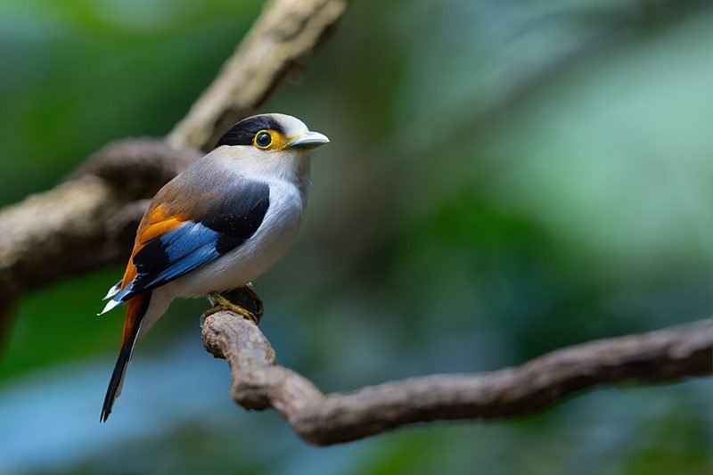 Wenkbrauwbreedbek (Serilophus lunatus) in Thailand