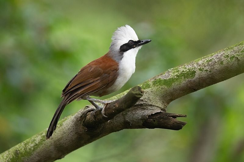 Witkuiflijstergaai (Garrulax leucolophus) in Thailand