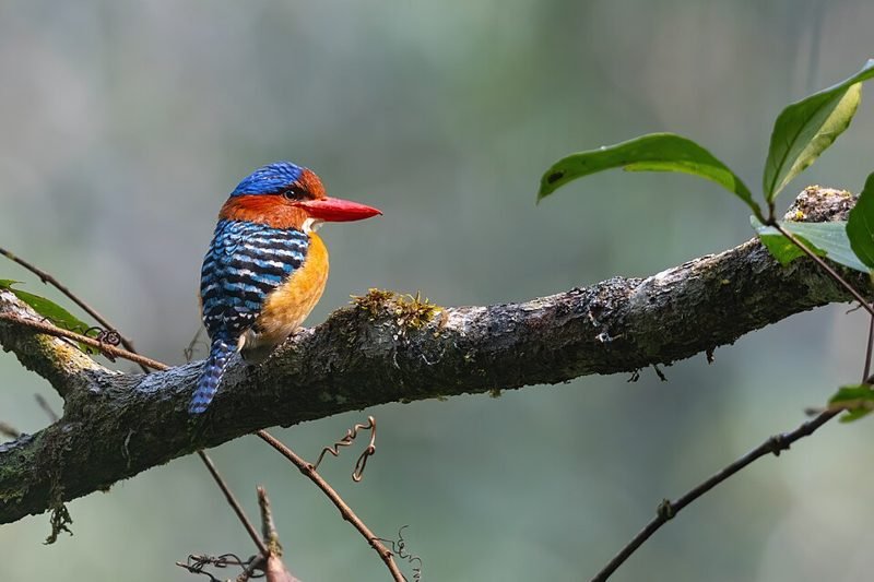 Zebra-ijsvogel (Lacedo pulchella) in Thailand