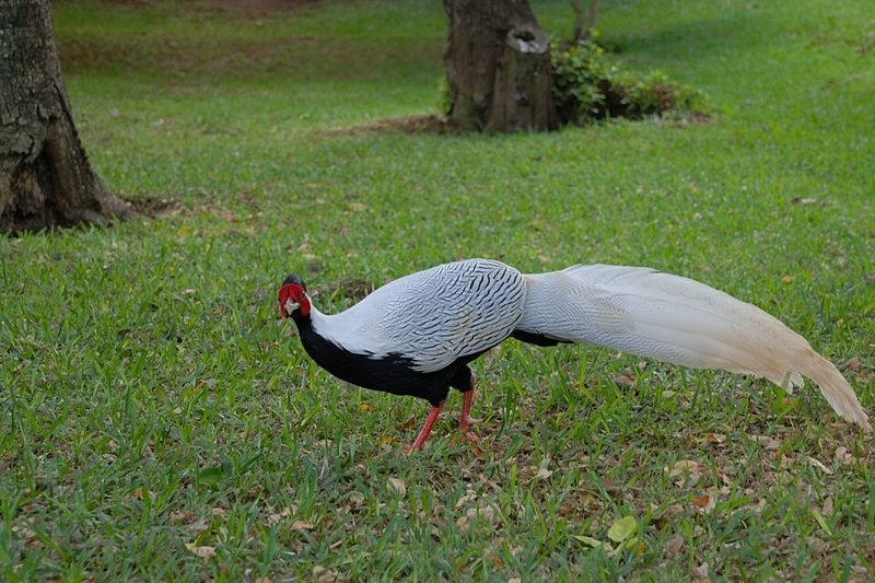 Zilverfazant (Lophura nycthemera) in Thailand