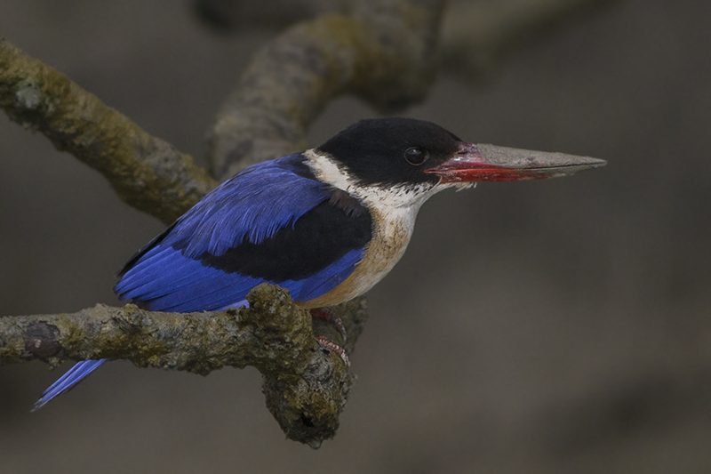 Zwartkapijsvogel (Halcyon pileata) in Thailand