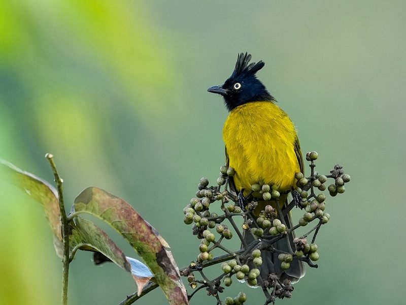 Zwartkuifbuulbuul (Rubigula flaviventris) in Thailand