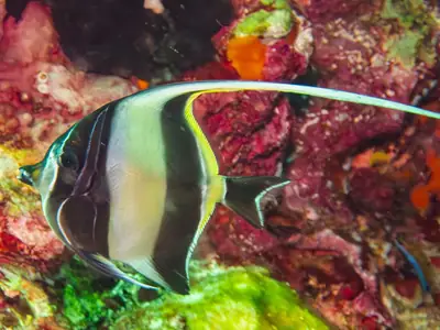 Moorish idol at Hin Daeng