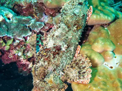 Scorpionfish at Koh Bida Nok