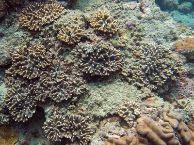 Koraal (Pectinia) bij Koh Ma