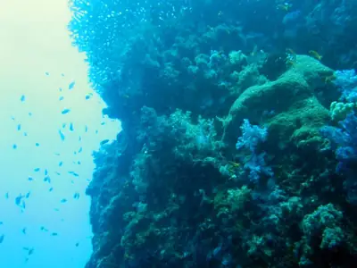 Koraalrif bij East of Eden, Similan