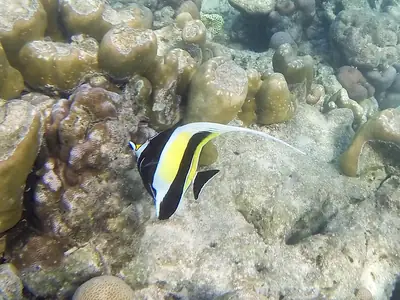 Wimpelvis (Moorish idol) bij Mu Ko Surin