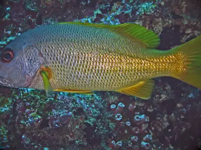 Mangrovesnapper bij de Surin-eilanden