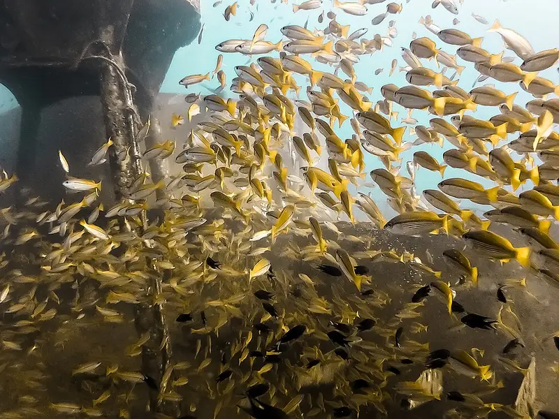 School vissen bij het wrak van de HTMS Chang