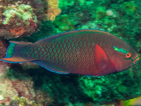 Parrotfish at Hin Daeng