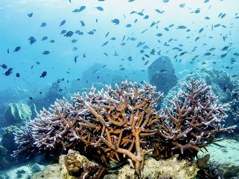 Coral and fish on the reef at Koh Rang