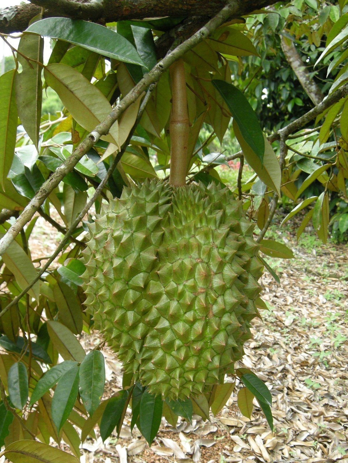 Durian fruit hanging on a tree in Chanthaburi (April 2012) (photo: Len Worthington, CC BY-SA 2.0, Wikimedia Commons)