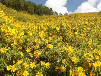 Hillside covered in yellow Mexican sunflowers (bua tong) at Mae U Kho, Mae Hong Son
