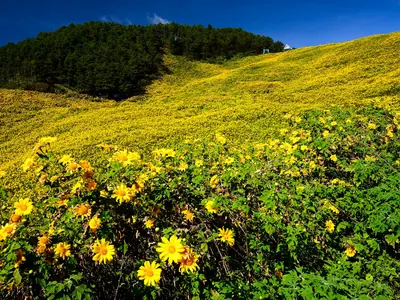 Yellow Mexican sunflowers blooming across a green mountainside at Doi Mae U Kho