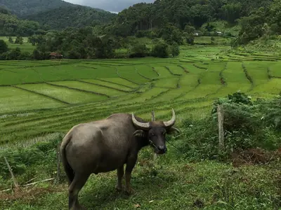 A water buffalo grazing in terraced fields near Mae U Kho in Khun Yuam district