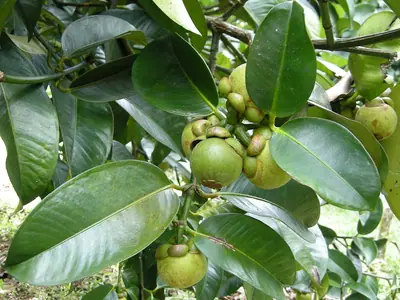 Mangosteen fruits among green leaves in Chanthaburi (April 2012)