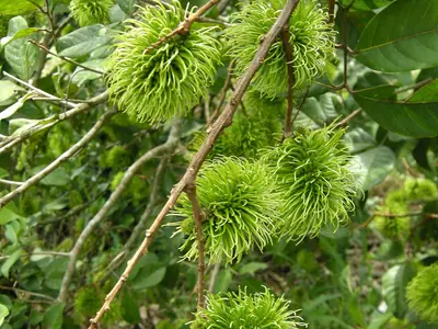 Rambutan fruits with red spiny skins on a branch in Chanthaburi (April 2012)