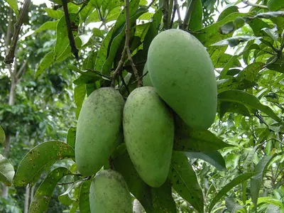 Green mangoes hanging among leaves in Chanthaburi (April 2012)