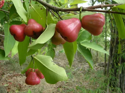 Red rose apples hanging from a branch in Chanthaburi (April 2012)