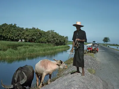 A herder stands on a roadside dyke with two water buffalo beside a flooded field in Thailand (historical photo, 1964)