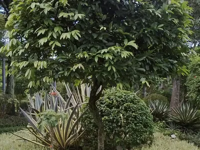 Lamduan tree with glossy green leaves growing on a lawn (the flower tree the festival is named after)