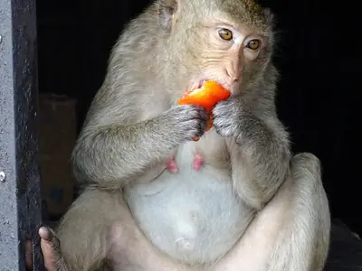 Een makaak zit een klein oranje stukje fruit te eten buiten Prang Sam Yot in Lopburi
